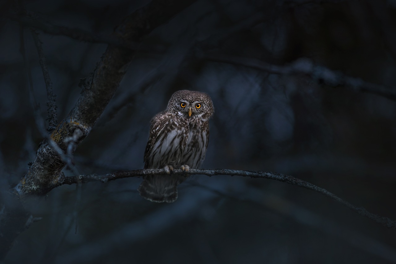 eurasian pygmy owl, owl, bird-6881985.jpg